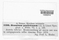 Ozonium parietinum image